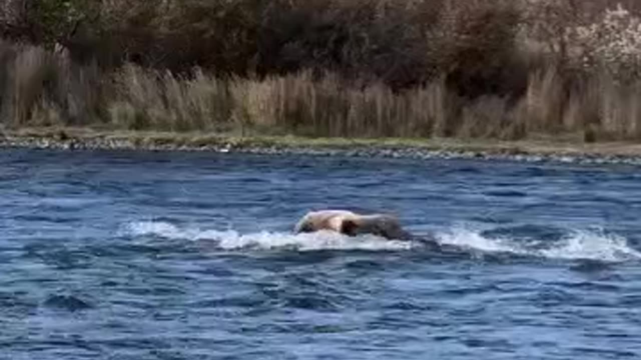 A brown bear catches a red salmon!