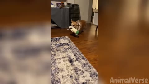 cute cat and dog fight