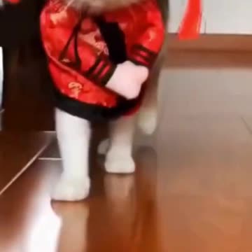 cat fashion 😺 😵😵