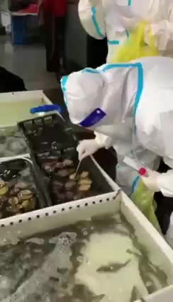 טרור הקוביד בסין לא פוסק מתבצעות בדיקות לכל דבר אפשרי כמעט. גם לדגים ואוזני ים פסיכופטים ברמה גבוהה