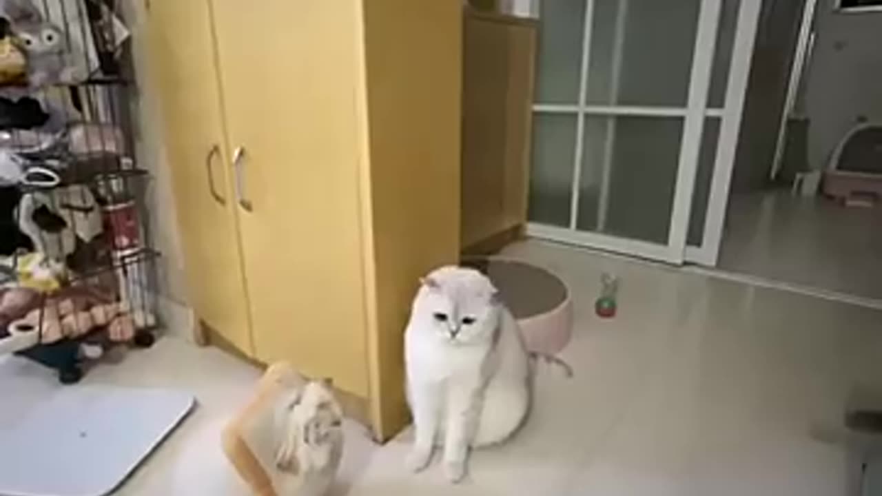 funny cats funny dogs animals video #111