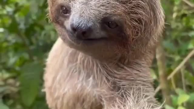 Sloth smiles at you