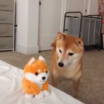 Shiba Inu gets frightened by talking Shiba Inu toy