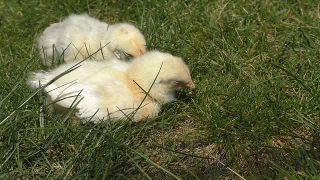 sleepy little chicks but insist not to sleep