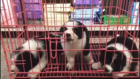 Three puppies with black and white fur