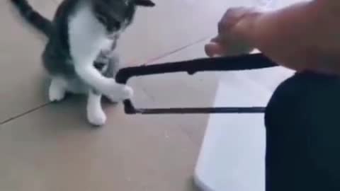 funny cats