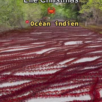 Tu ne le savais srement pas#monde #animaux #iles #peur #pourtoi #foryou #fyp