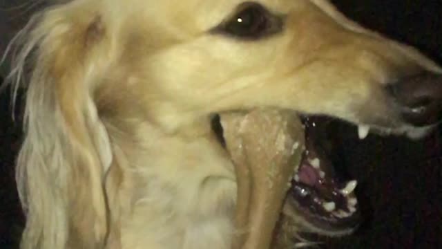 12 pounds of viciousness!