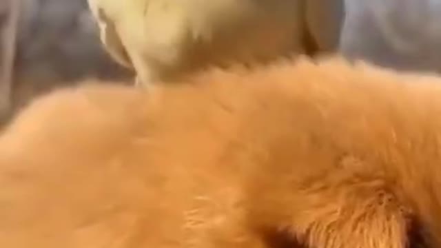 5.sleepy 🤣🤣🤣 from tiktok @siddiqrajpot12 #shorts