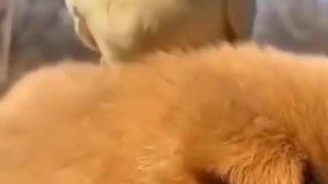 5.sleepy 🤣🤣🤣 from tiktok @siddiqrajpot12 #shorts