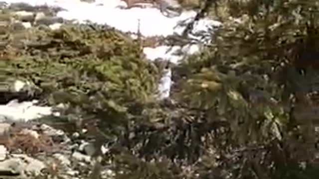 What do you see camouflaged in the tree?