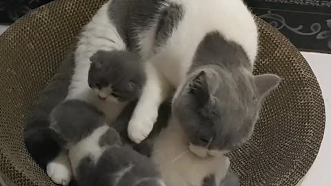 Mother cat bathes the kitten