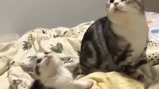 Amazing Finny Cats Fail ops Moments Viral Clips