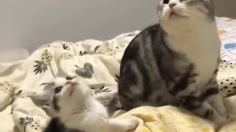 Amazing Finny Cats Fail ops Moments Viral Clips