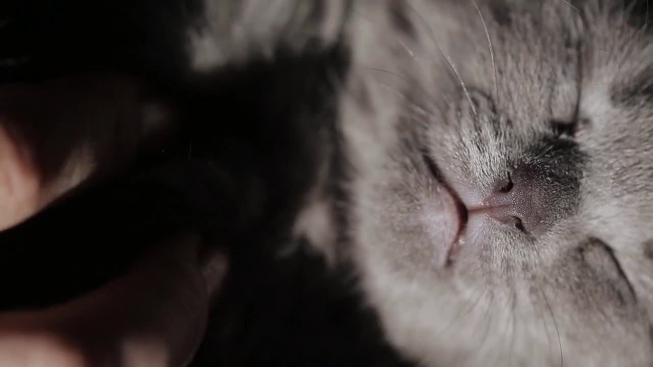Close-up of girl's hand patting the sleepy kitten