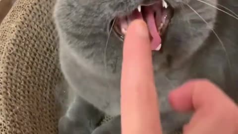 Funny animal video/ cat dog