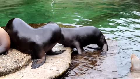 Seal fight