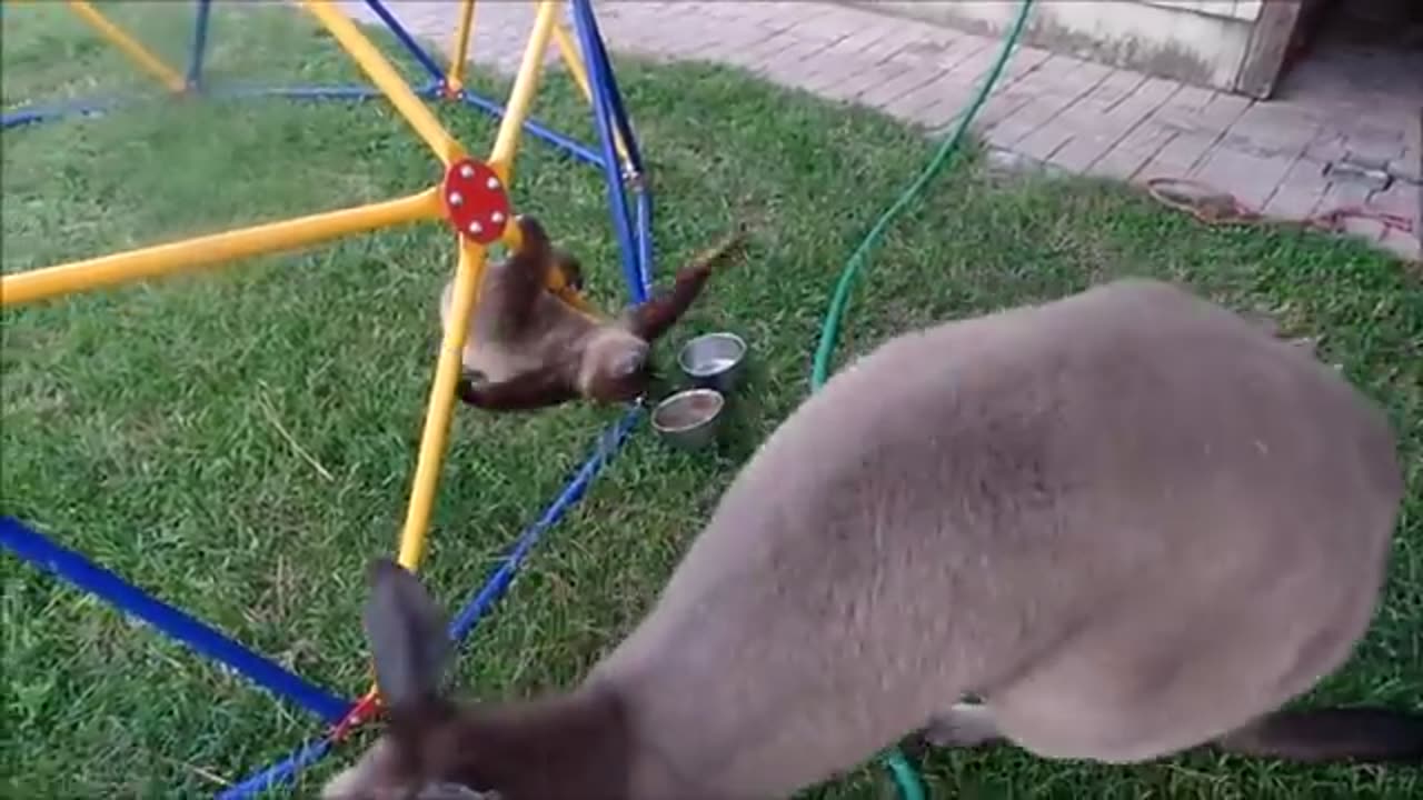 Funny animal