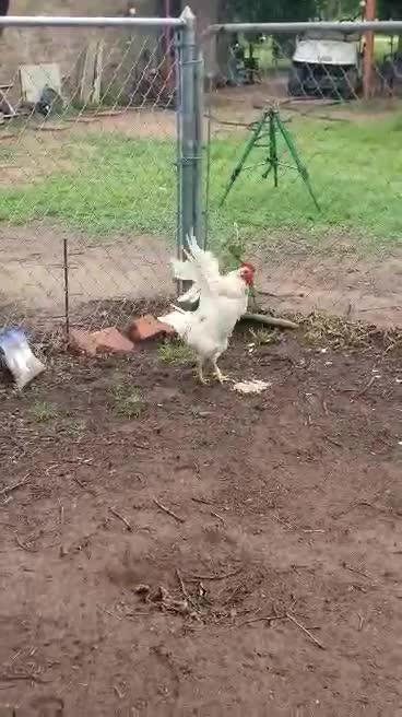 🐔 Part II: Saving Sneaky Pete, The Feral Running Roo