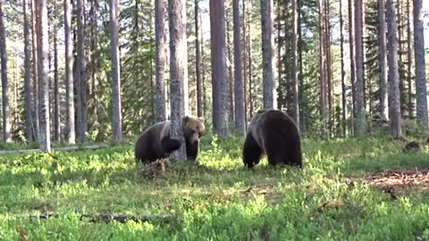 Epic Grizzly Bear Battle Caught on Camera by a Safe Circle