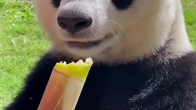 cute panda