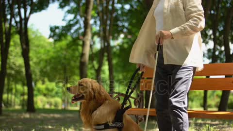 Blind man and his pet