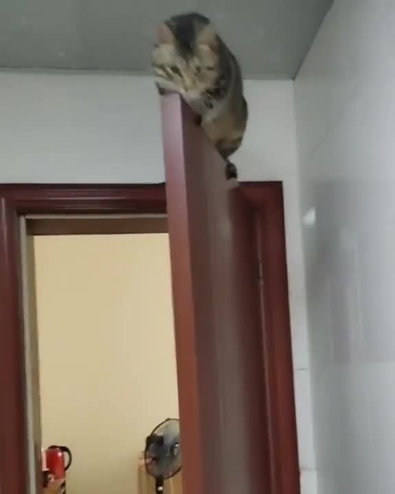 Cat Sleeps on DOOR #Parkour #shorts