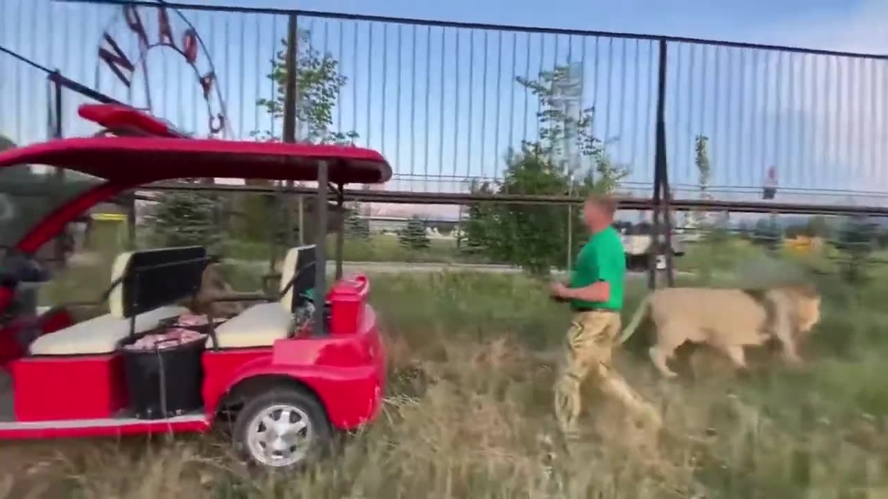 Lions scared of Russian man's shoes