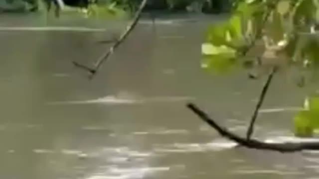 Fishing to get unique and expensive fish species