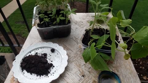 How to use Coffee ground waste as fertilizer, all Natural