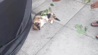 Ginger Hyperactive cat Playing with Tree branch