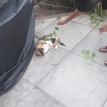 Ginger Hyperactive cat Playing with Tree branch