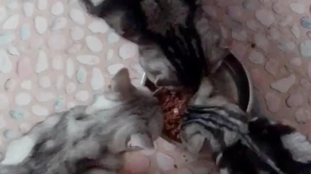 Three cats