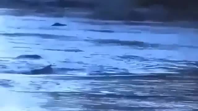 Hunting Dog Catching Fish