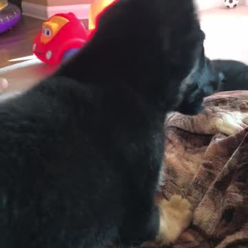 German Shepherd Puppy takes a leap