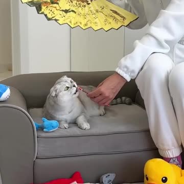 🥹 #cat #cats care vedio🌸