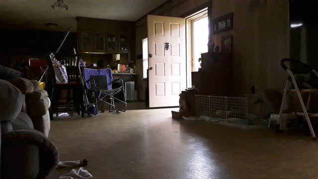 Olivia the mini pig has the zoomies