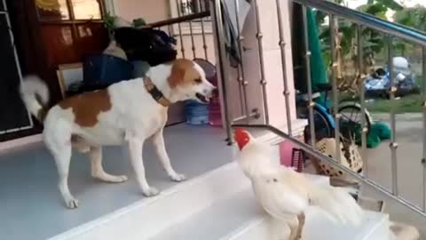 Funny Dog and hen vedio