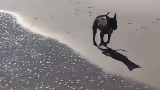 Black dog running towards waves at the beach