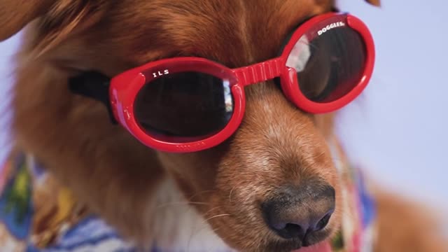 Funny dog wearing sunglasses