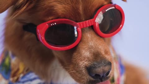 Funny dog wearing sunglasses