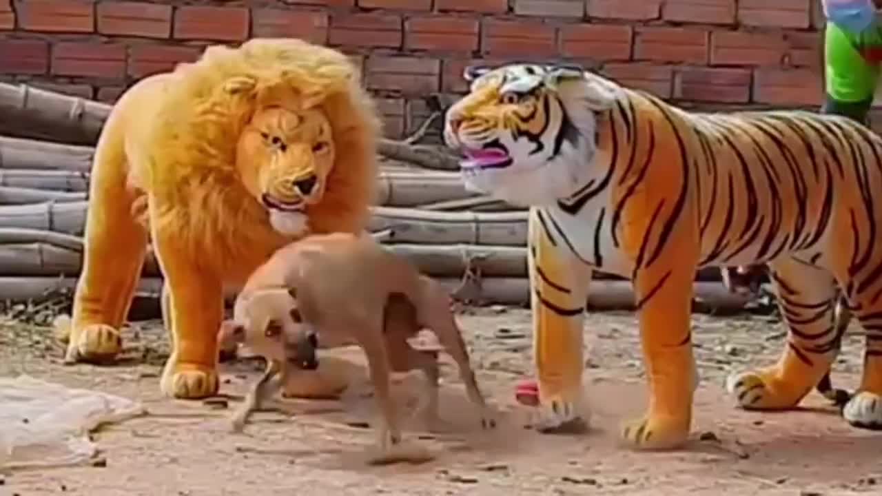 Scaring dogs with fake tiger, Animal scare .