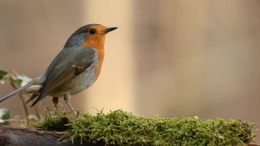 Beautiful Birds Nature Relaxation Nature And Wildlife