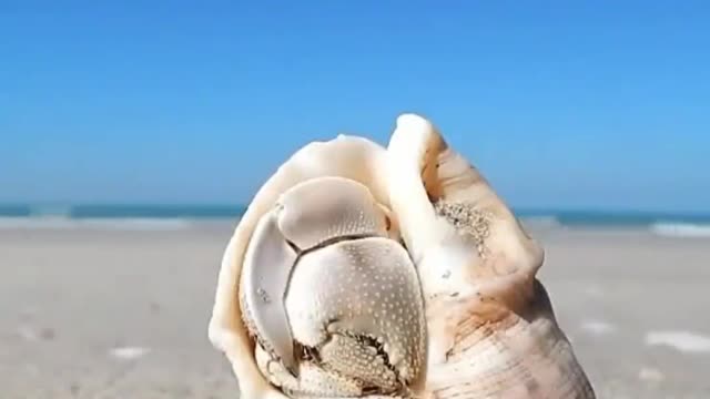 Hermit crab ran away with its shell