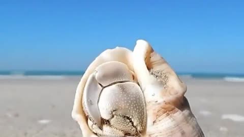 Hermit crab ran away with its shell