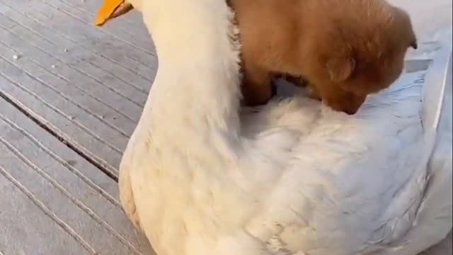 animal love is unconditional love | They are best friend Goose and Puppy