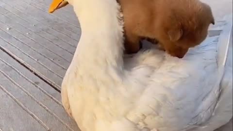 animal love is unconditional love | They are best friend Goose and Puppy