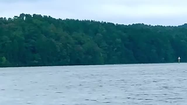 Osprey trying to lead bald eagle away so mate can fish.