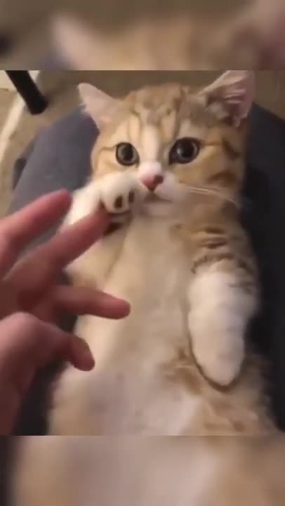 Cute cats | cute cats and dogs status #cutecat #cutedog