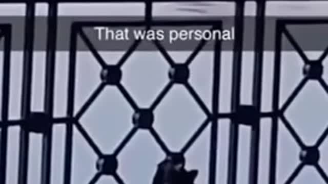 Funny animals - 01 -